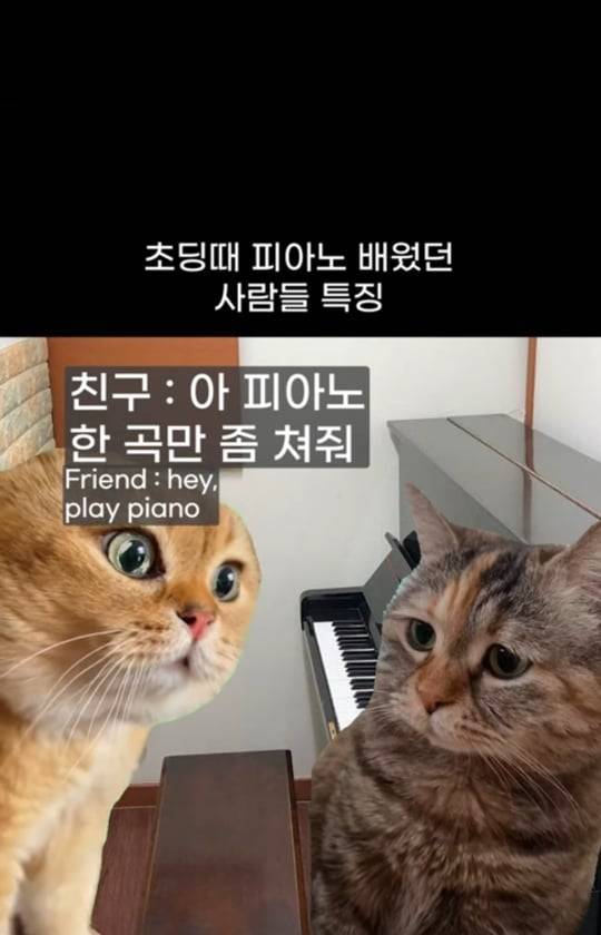 초딩때 피아노 배운 사람들 특징의 내용을 보여주는 이미지