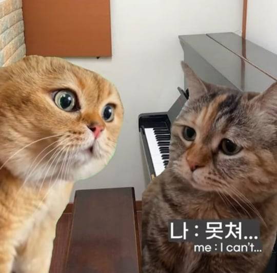 초딩때 피아노 배운 사람들 특징의 내용을 보여주는 이미지 관련 이미지 2