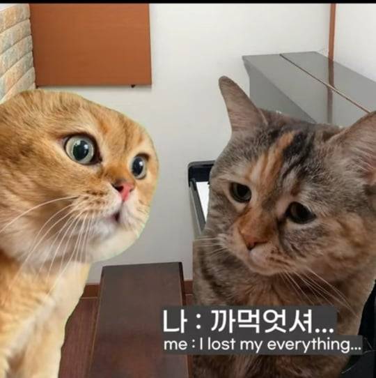 초딩때 피아노 배운 사람들 특징의 내용을 보여주는 이미지 관련 이미지 4