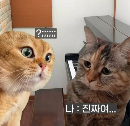초딩때 피아노 배운 사람들 특징의 내용을 보여주는 이미지 관련 이미지 5