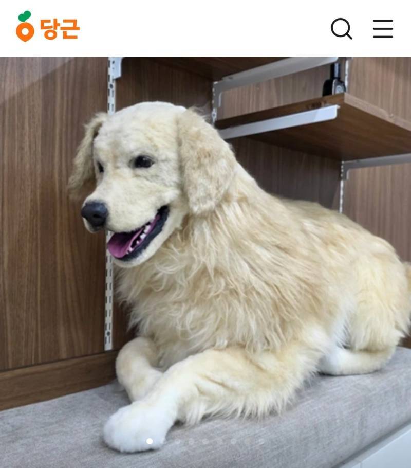 (놀람주의) 당근에 골든 리트리버 팝니다의 내용을 보여주는 이미지 관련 이미지 2