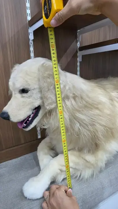 (놀람주의) 당근에 골든 리트리버 팝니다의 내용을 보여주는 이미지 관련 이미지 5