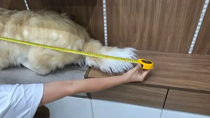 (놀람주의) 당근에 골든 리트리버 팝니다의 내용을 보여주는 이미지 관련 이미지 6