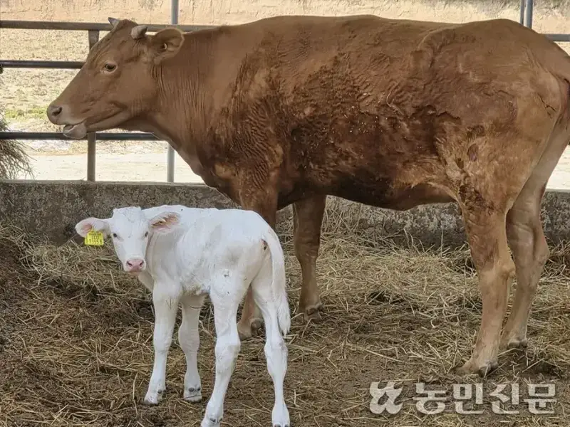 영암 한우농가에서 태어났다는 흰 송아지의 내용을 보여주는 이미지