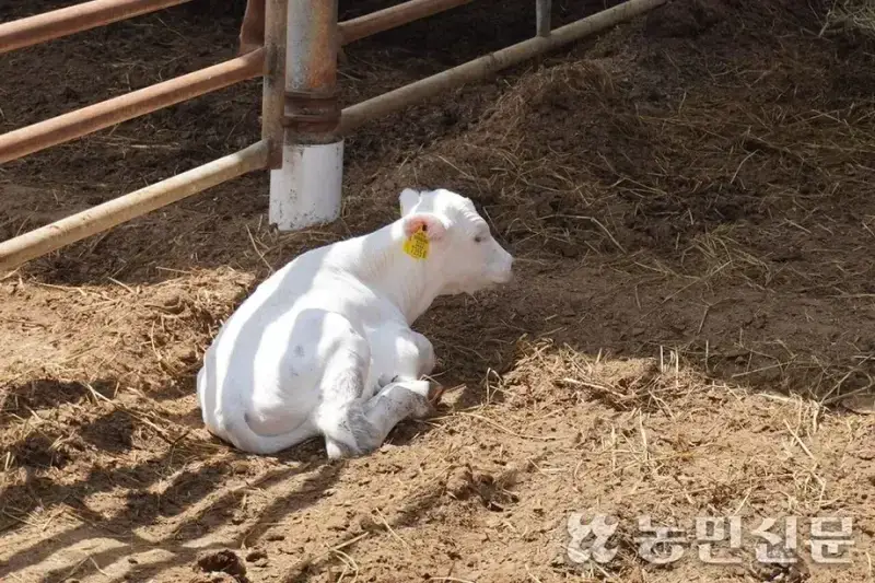 영암 한우농가에서 태어났다는 흰 송아지의 내용을 보여주는 이미지 관련 이미지 3