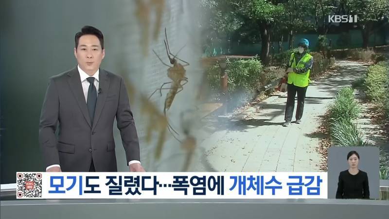 모기들도 폭염에 활중 선언의 내용을 보여주는 이미지
