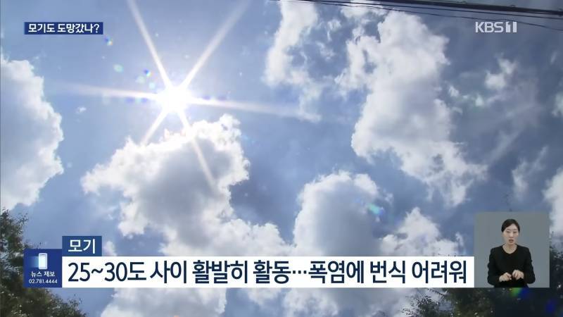 모기들도 폭염에 활중 선언의 내용을 보여주는 이미지 관련 이미지 2