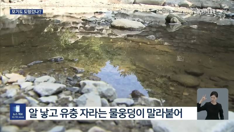 모기들도 폭염에 활중 선언의 내용을 보여주는 이미지 관련 이미지 3