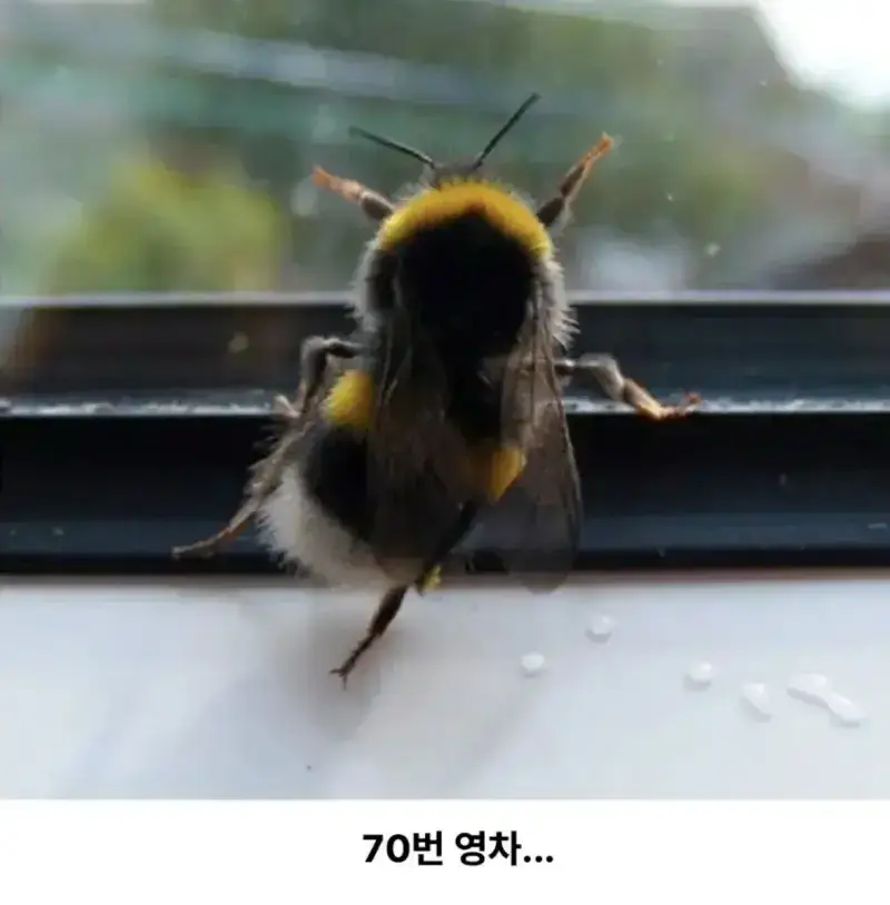 꿀꽈배기 한봉지에 들어있는 꿀의 양의 내용을 보여주는 이미지 관련 이미지 2