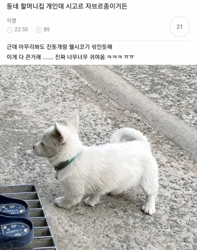 진돗개와 웰시코기가 섞인다면? 정답 너무 너무 귀여워진다의 내용을 보여주는 이미지
