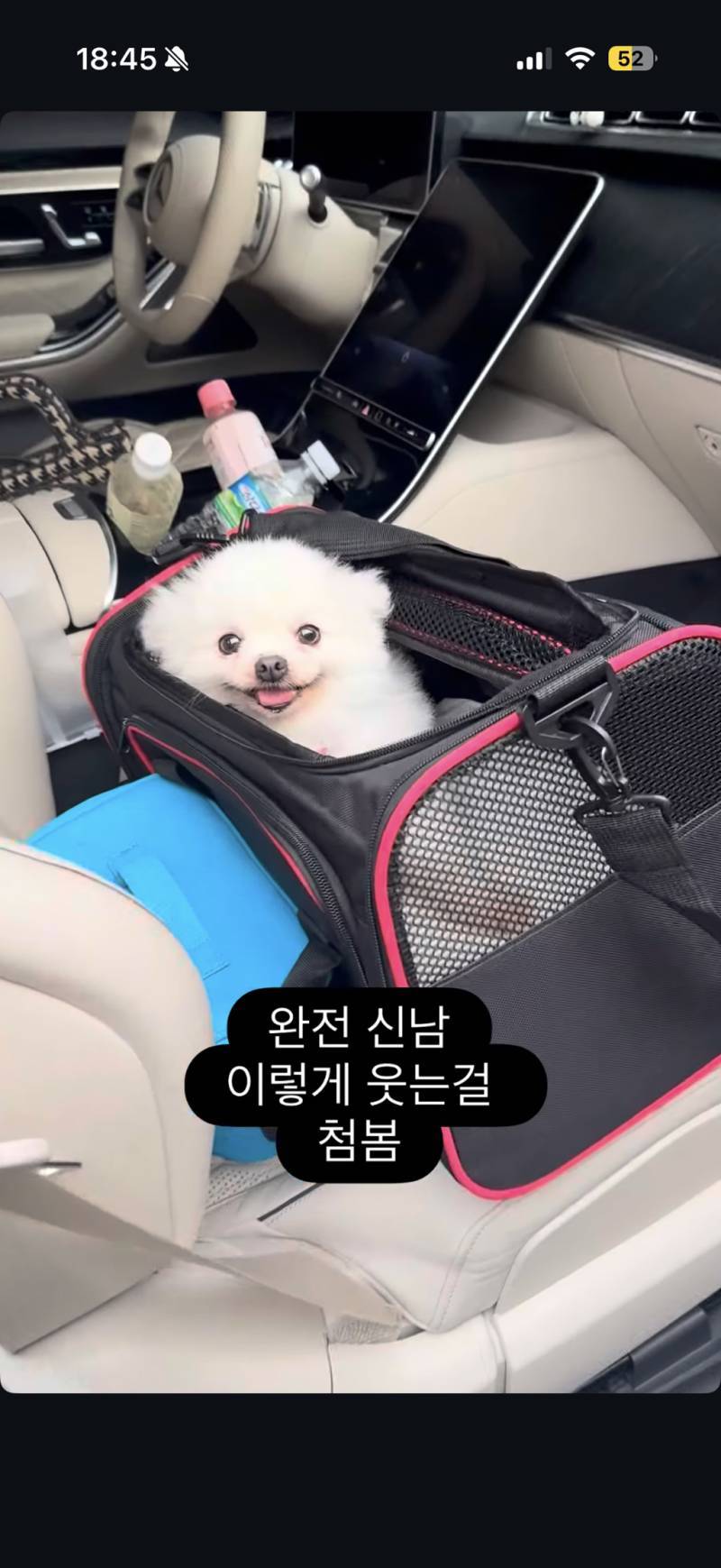 강아지공장에서 50마리 출산한 번식견 입양한 아옳이의 내용을 보여주는 이미지 관련 이미지 3