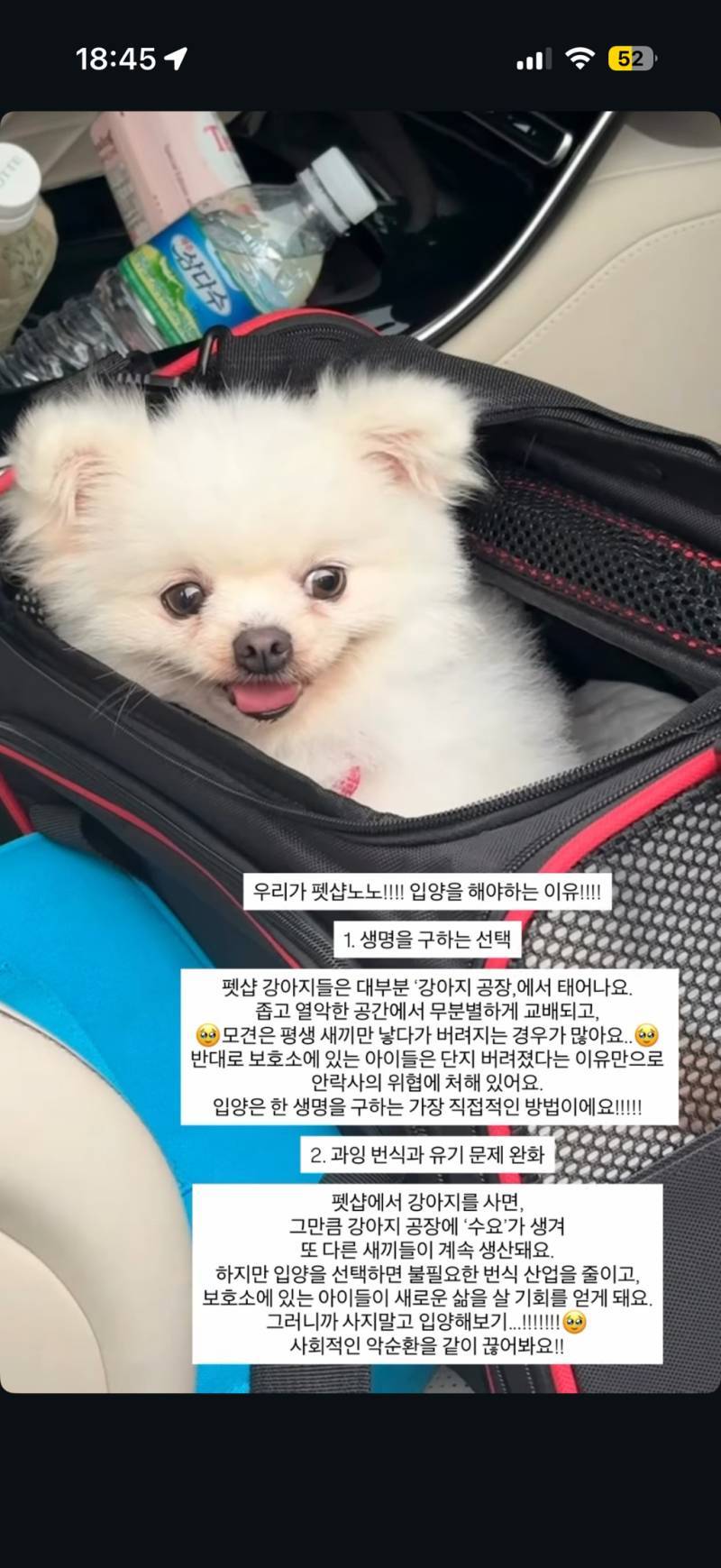 강아지공장에서 50마리 출산한 번식견 입양한 아옳이의 내용을 보여주는 이미지 관련 이미지 4