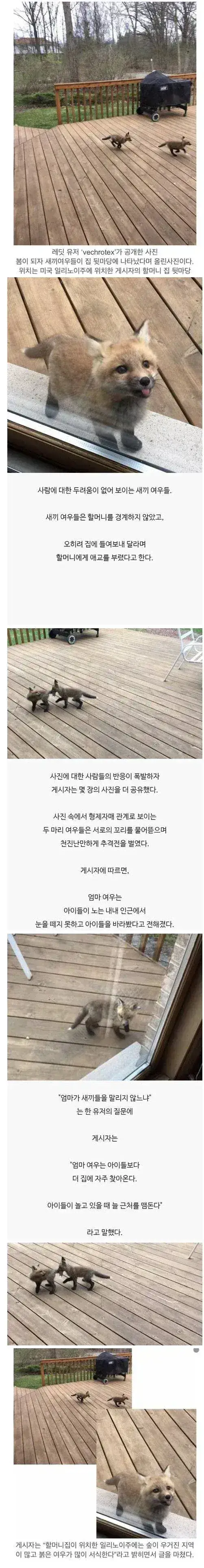 레딧 유저가 올린 새끼 여우 사진의 내용을 보여주는 이미지