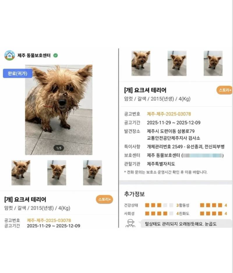 6년간 죽었다고 생각했던 강아지를 찾은 가족ㅜㅜ의 내용을 보여주는 이미지 관련 이미지 2
