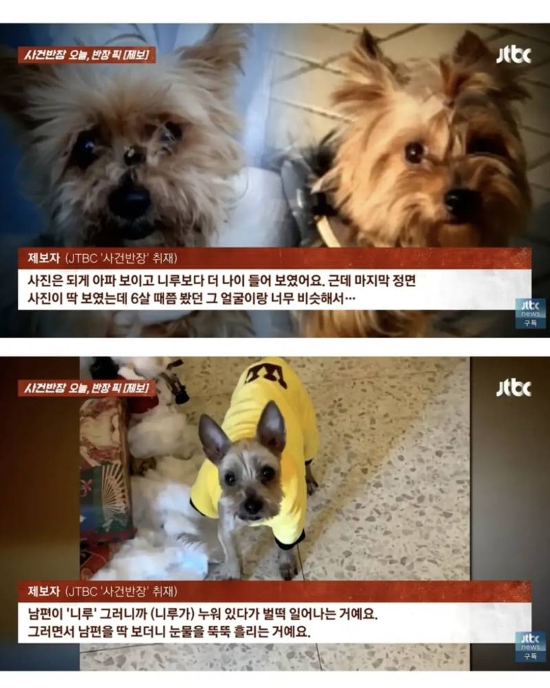 6년간 죽었다고 생각했던 강아지를 찾은 가족ㅜㅜ의 내용을 보여주는 이미지 관련 이미지 3