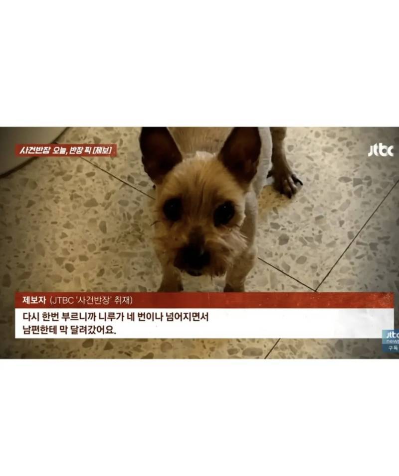 6년간 죽었다고 생각했던 강아지를 찾은 가족ㅜㅜ의 내용을 보여주는 이미지 관련 이미지 4