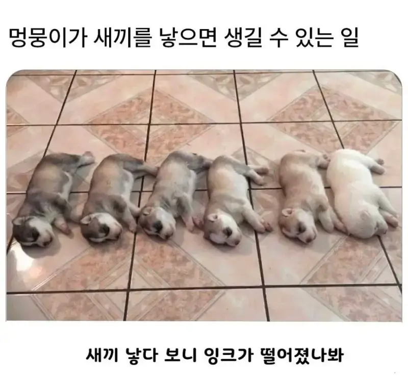 잉크가 다 떨어진 멍뭉이의 내용을 보여주는 이미지