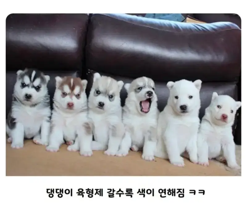 잉크가 다 떨어진 멍뭉이의 내용을 보여주는 이미지 관련 이미지 2