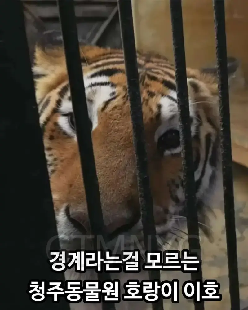 사람 좋아하던 청주 동물원 호랑이 이호의 내용을 보여주는 이미지