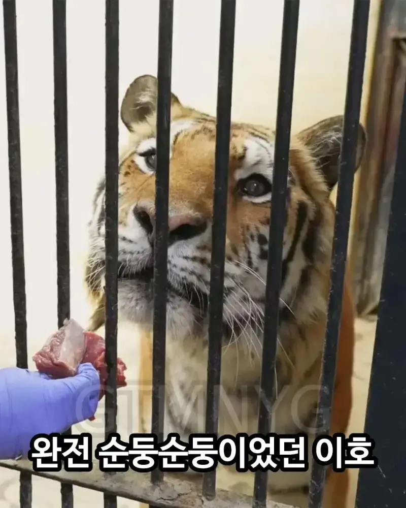 사람 좋아하던 청주 동물원 호랑이 이호의 내용을 보여주는 이미지 관련 이미지 2
