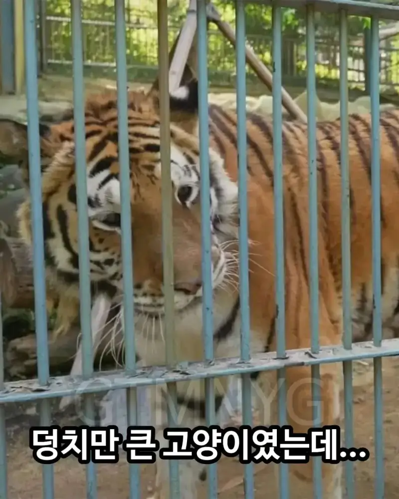 사람 좋아하던 청주 동물원 호랑이 이호의 내용을 보여주는 이미지 관련 이미지 3