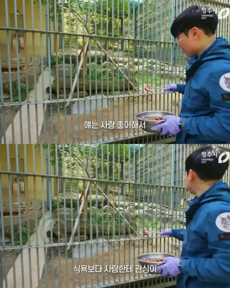 사람 좋아하던 청주 동물원 호랑이 이호의 내용을 보여주는 이미지 관련 이미지 4