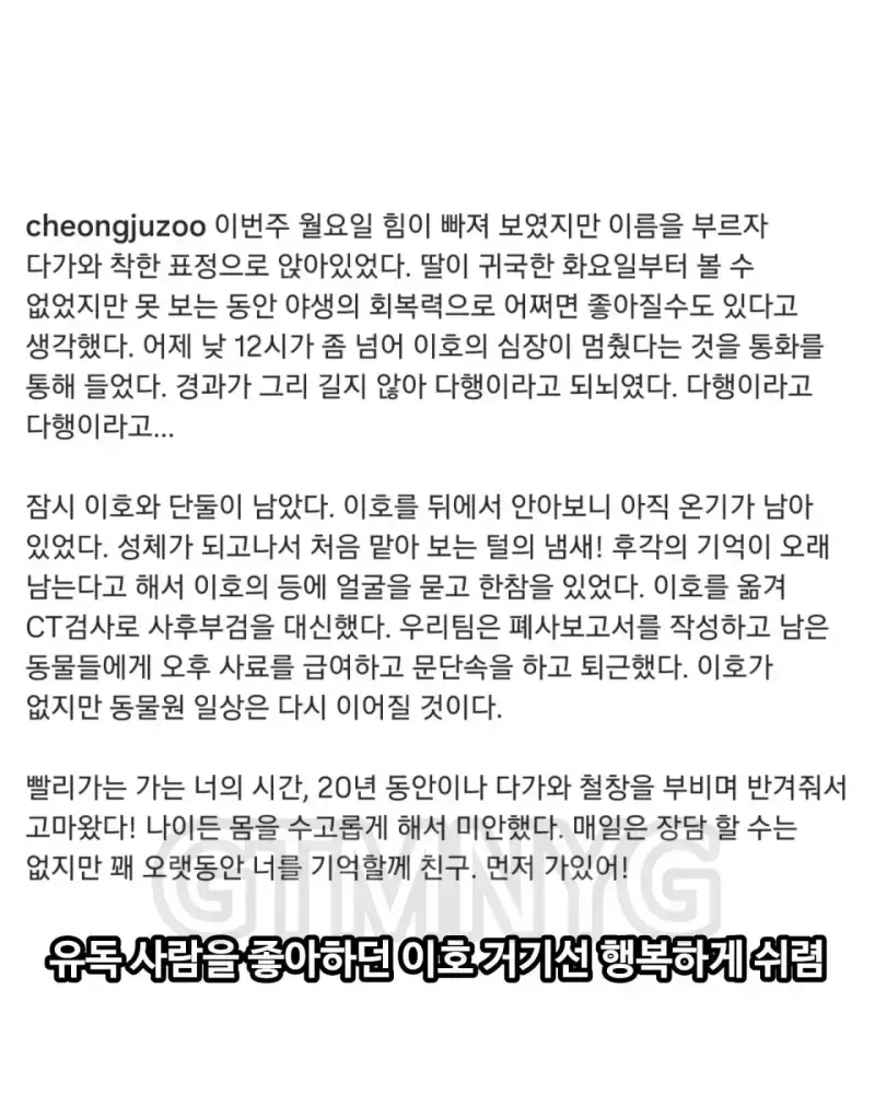 사람 좋아하던 청주 동물원 호랑이 이호의 내용을 보여주는 이미지 관련 이미지 7