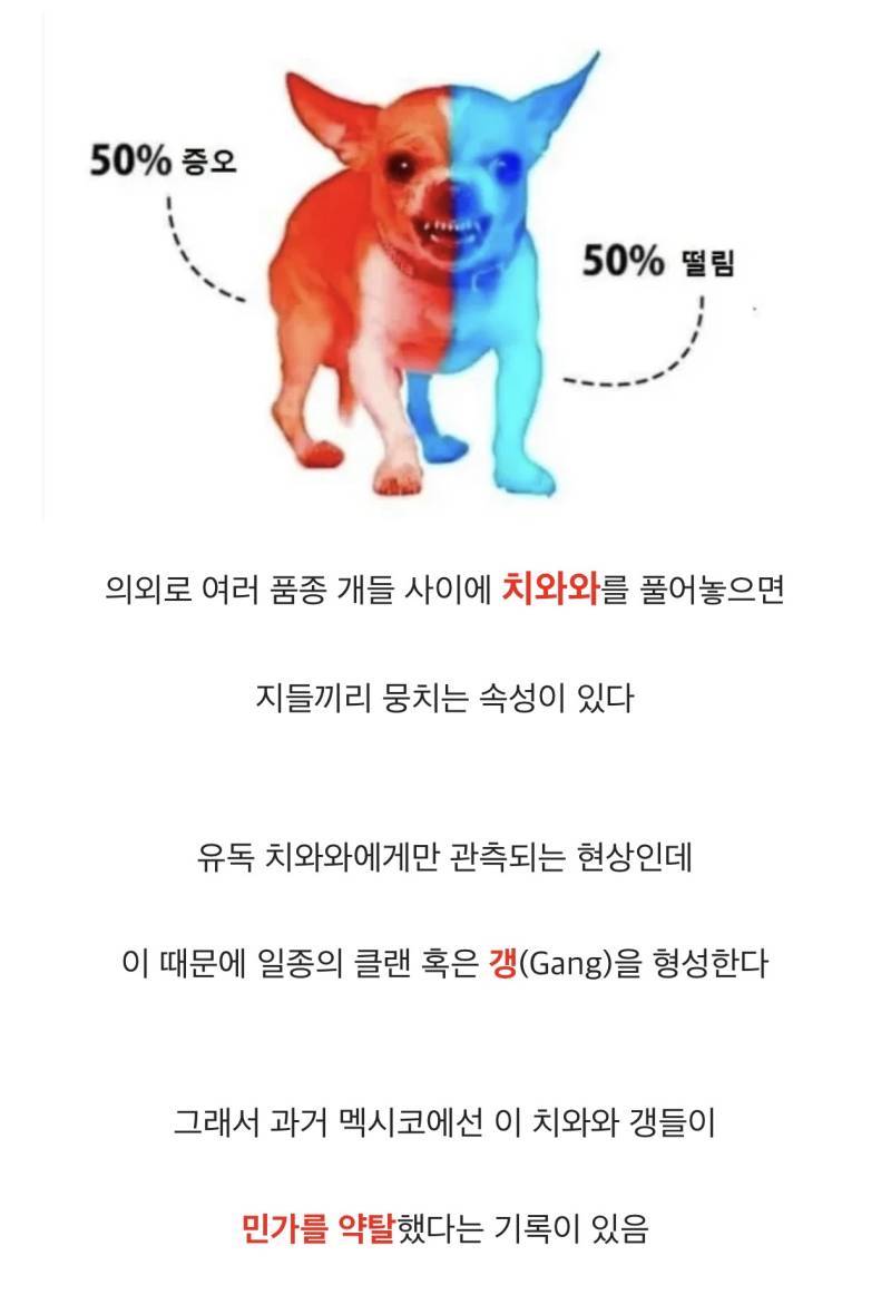 치와와들은 집단을 만드는 습성이 있다의 내용을 보여주는 이미지