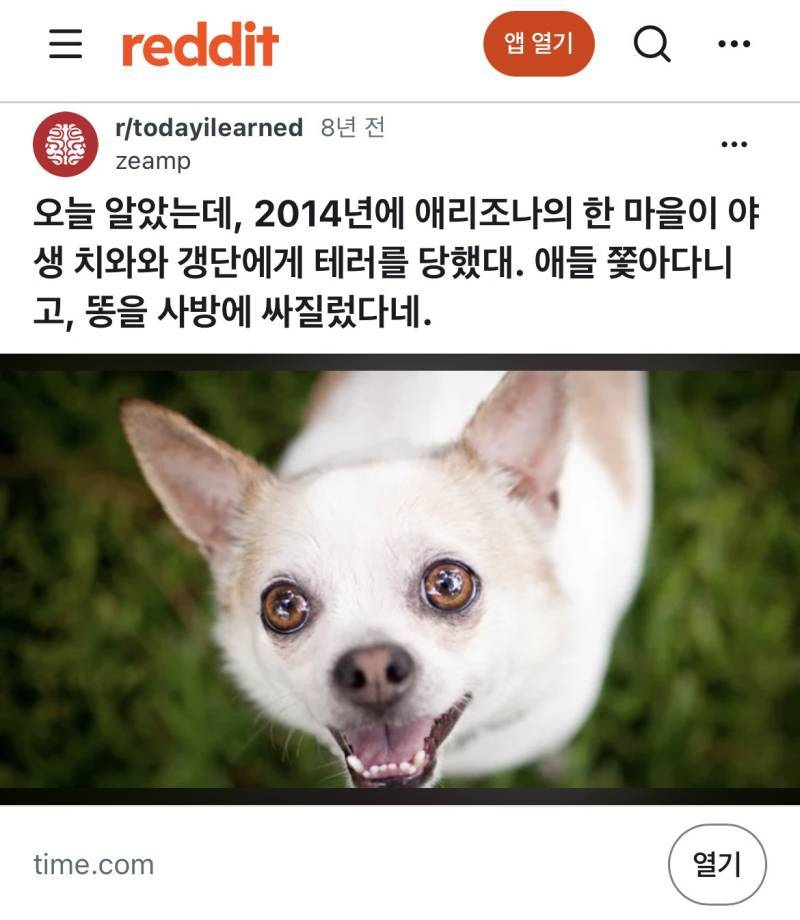 치와와들은 집단을 만드는 습성이 있다의 내용을 보여주는 이미지 관련 이미지 2