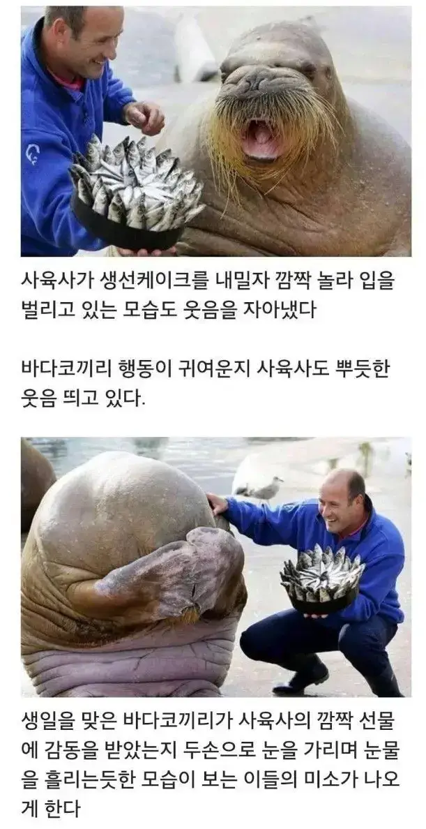 사육사에게 생선케잌을 받은 바다코끼리의 내용을 보여주는 이미지