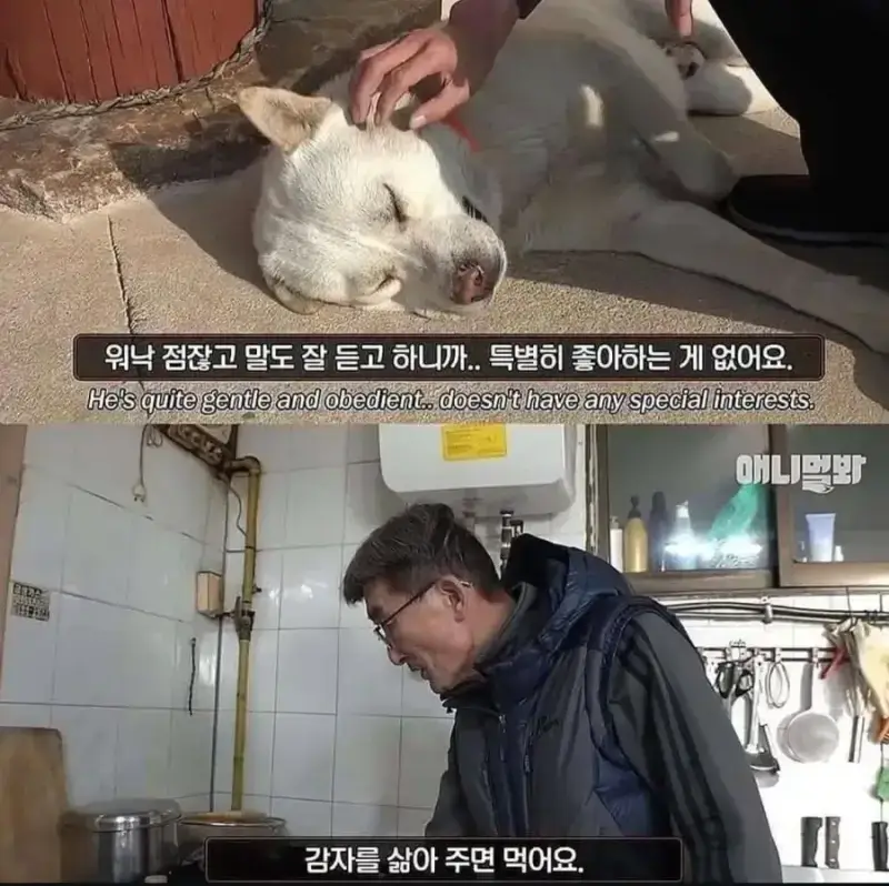 1000114472.webp 절에사는 개가 식탐이없는이유 .jpg
