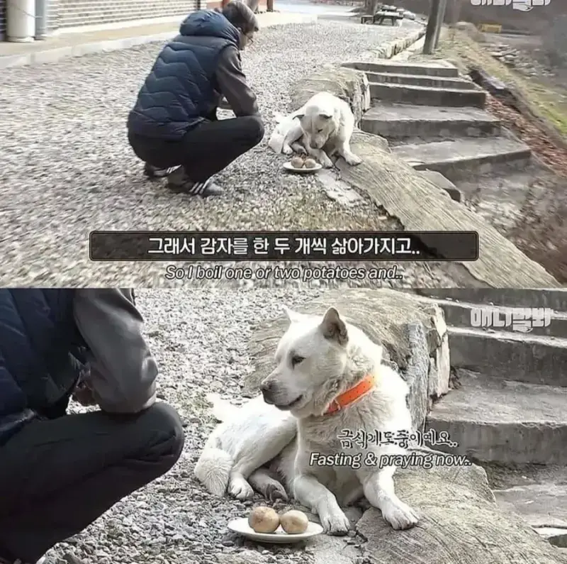 1000114473.webp 절에사는 개가 식탐이없는이유 .jpg