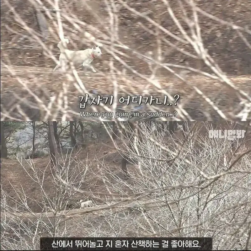 1000114474.webp 절에사는 개가 식탐이없는이유 .jpg