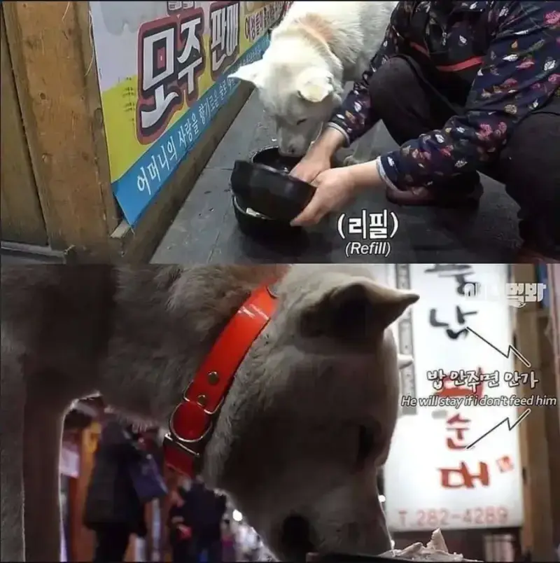 1000114476.webp 절에사는 개가 식탐이없는이유 .jpg