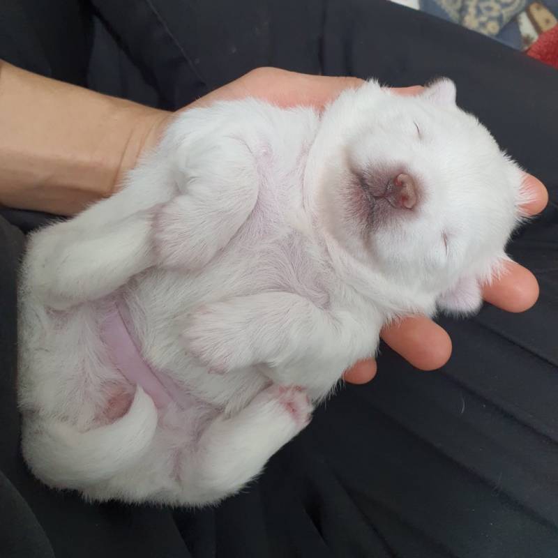 어느 강아지의 가래떡시절의 내용을 보여주는 이미지 관련 이미지 2