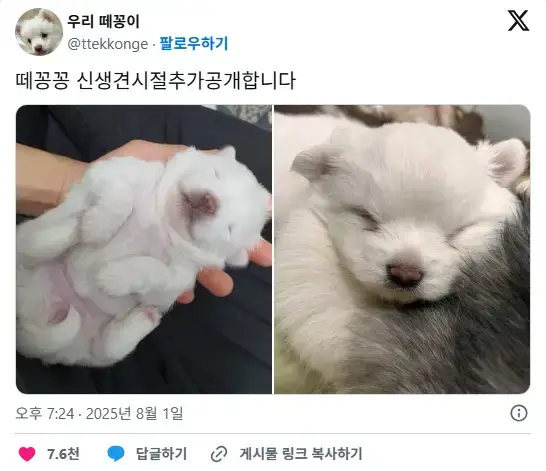 어느 강아지의 가래떡시절의 내용을 보여주는 이미지 관련 이미지 7