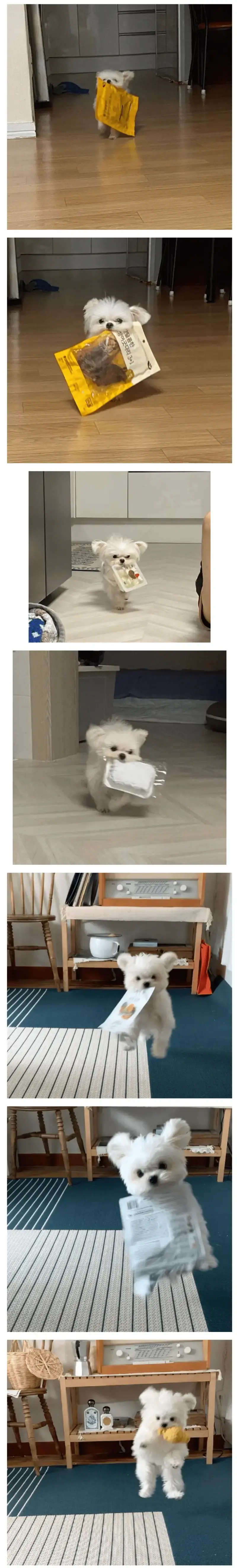 심쿵주의) 이거 빨리 뜯어달라는 강아지의 내용을 보여주는 이미지