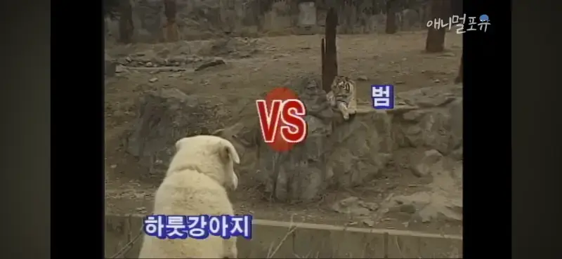 하룻강아지는 정말 범을 안 무서워 할까?의 내용을 보여주는 이미지 관련 이미지 6