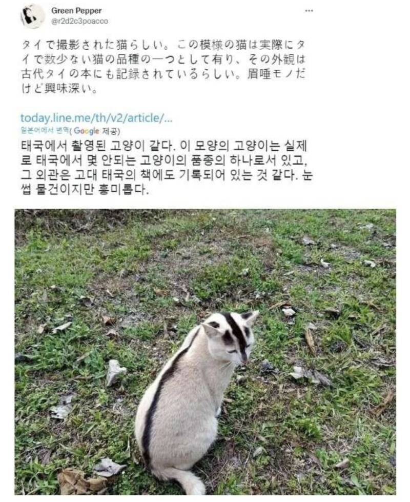 태국 토종 고양이의 내용을 보여주는 이미지