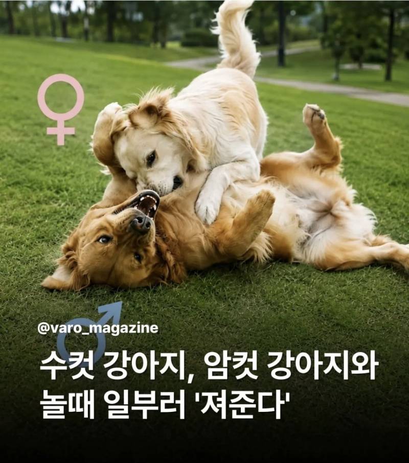 수컷 강아지, 암컷 강아지와 놀때 일부러 '져준다'의 내용을 보여주는 이미지