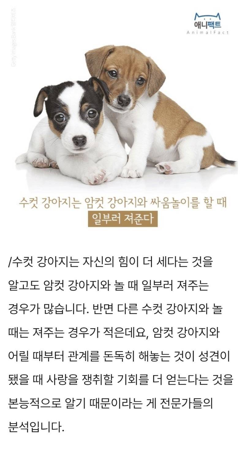수컷 강아지, 암컷 강아지와 놀때 일부러 '져준다'의 내용을 보여주는 이미지 관련 이미지 3