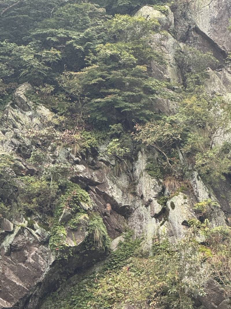 멸종위기 천연기념물 수리부엉이 포착의 내용을 보여주는 이미지 관련 이미지 2