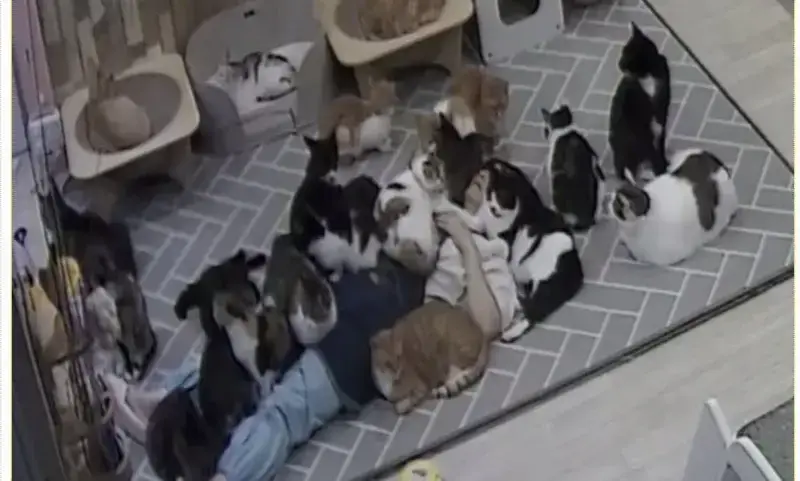 고양이 쉼터에서 6시간 잔 사람 ㅋㅋ의 내용을 보여주는 이미지