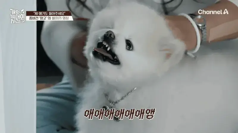 [#개와늑대의시간2] _저 같아도 물 것 같._ 하루에 개를 462번 부르는 보호자!_😨🚨 (귀에 딱지 앉을 듯.)🤕🐕 _ 개와 늑대의 시간2 17회 2-14