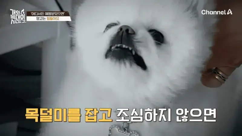 [#개와늑대의시간2] _저 같아도 물 것 같._ 하루에 개를 462번 부르는 보호자!_😨🚨 (귀에 딱지 앉을 듯.)🤕🐕 _ 개와 늑대의 시간2 17회 4-49