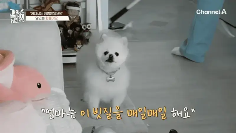 [#개와늑대의시간2] _저 같아도 물 것 같._ 하루에 개를 462번 부르는 보호자!_😨🚨 (귀에 딱지 앉을 듯.)🤕🐕 _ 개와 늑대의 시간2 17회 5-5