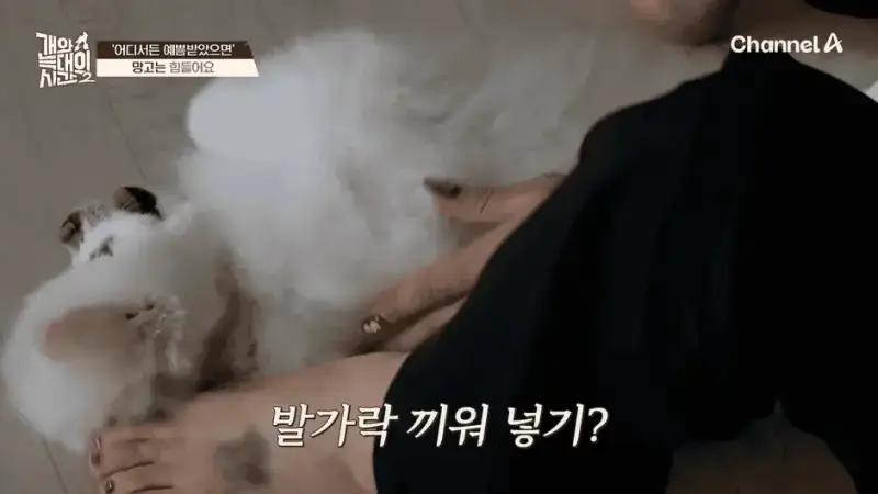 [#개와늑대의시간2] _저 같아도 물 것 같._ 하루에 개를 462번 부르는 보호자!_😨🚨 (귀에 딱지 앉을 듯.)🤕🐕 _ 개와 늑대의 시간2 17회 7-29