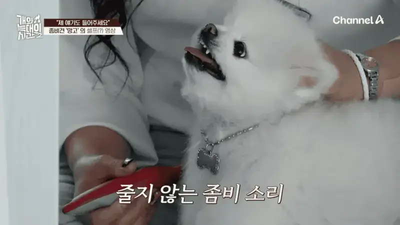 [#개와늑대의시간2] _저 같아도 물 것 같._ 하루에 개를 462번 부르는 보호자!_😨🚨 (귀에 딱지 앉을 듯.)🤕🐕 _ 개와 늑대의 시간2 17회 2-19