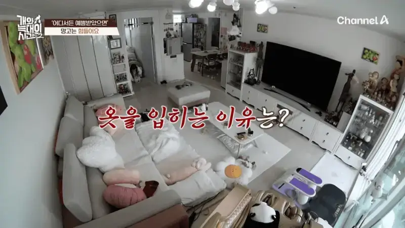 [#개와늑대의시간2] _저 같아도 물 것 같._ 하루에 개를 462번 부르는 보호자!_😨🚨 (귀에 딱지 앉을 듯.)🤕🐕 _ 개와 늑대의 시간2 17회 9-55