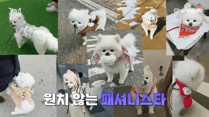 [#개와늑대의시간2] _저 같아도 물 것 같._ 하루에 개를 462번 부르는 보호자!_😨🚨 (귀에 딱지 앉을 듯.)🤕🐕 _ 개와 늑대의 시간2 17회 10-15